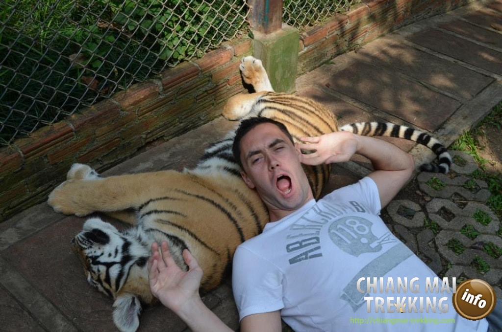 Tiger Kingdom, Orchid & Butterfly Farm | Chiang Mai Trekking | Das beste Trekking in Chiang Mai mit Piroon Nantaya